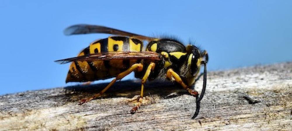 picture of hornet in richmond, va