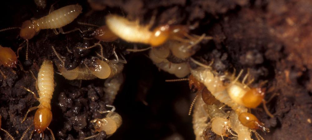 termites in a burrow in richmond, va